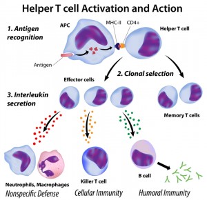 Am Autoimmunity And Th Th Cells